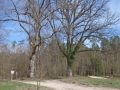 MTB_BüscherlKobel_ 040419_2